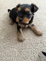Yorkie, a female Yorkshire Terrier for sale in Middletown, DE – 4 of 4