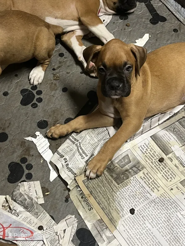 Green – Boxer puppy for sale in Deckerville, MI