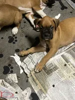Green, a male Boxer for sale in Deckerville, MI – 1 of 3