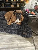 Purple , a male Boxer for sale in Deckerville, MI – 2 of 3