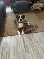 Purple , a male Boxer for sale in Deckerville, MI – 3 of 3