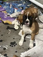 Red, a male Boxer for sale in Deckerville, MI – 2 of 4