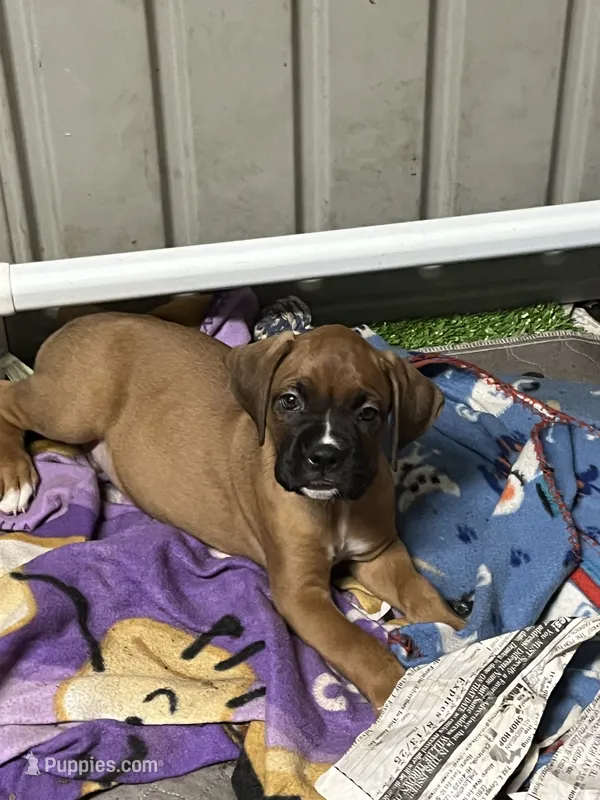 Purple  – Boxer puppy for sale in Deckerville, MI