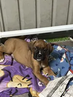 Purple , a male Boxer for sale in Deckerville, MI – 1 of 3