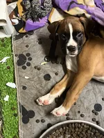 Orange , a male Boxer for sale in Deckerville, MI – 1 of 3