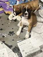 Red, a male Boxer for sale in Deckerville, MI – 1 of 4