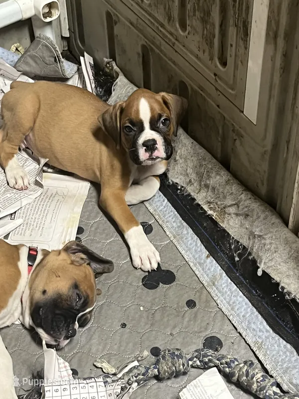 Black – Boxer puppy for sale in Deckerville, MI