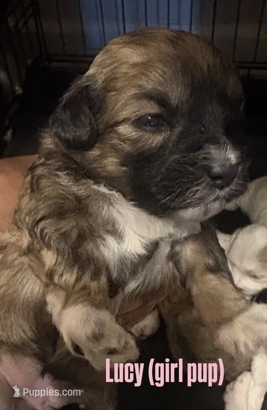 Lucy – Shihpoo puppy for sale in Greenwood, IN