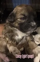 Lucy, a female Shihpoo for sale in Greenwood, IN – 1 of 1