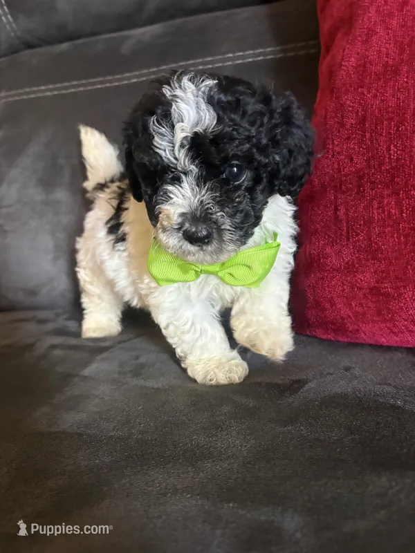 West – Shihpoo puppy for sale in Greenwood, IN