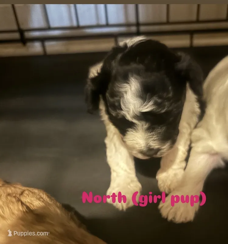 North – Shihpoo puppy for sale in Greenwood, IN