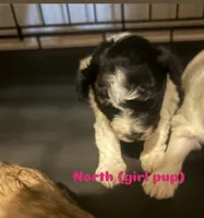 North, a female Shihpoo for sale in Greenwood, IN – 1 of 1