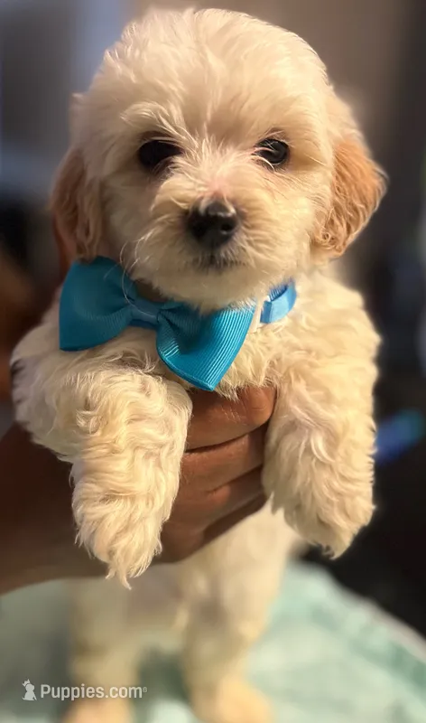 Louie jr – Shihpoo puppy for sale in Greenwood, IN