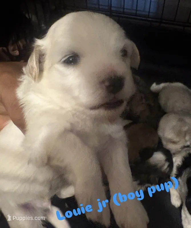 Louie jr – Shihpoo puppy for sale in Greenwood, IN