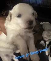 Louie jr, a male Shihpoo for sale in Greenwood, IN – 1 of 1