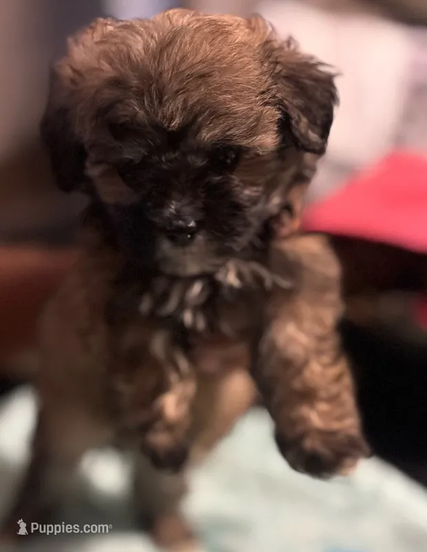 Luna – Shihpoo puppy for sale in Greenwood, IN