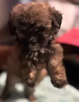Luna, a female Shihpoo for sale in Greenwood, IN – 1 of 6