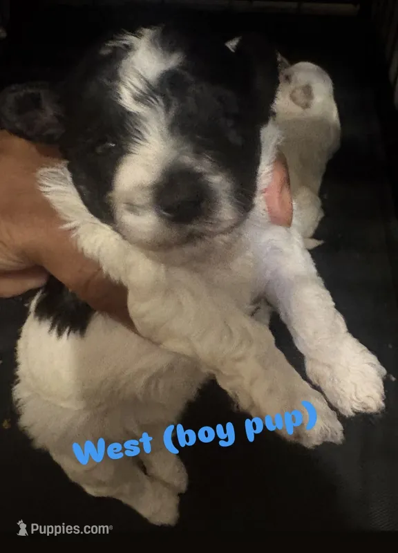 West – Shihpoo puppy for sale in Greenwood, IN