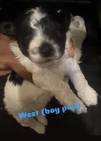 West, a male Shihpoo for sale in Greenwood, IN – 1 of 1