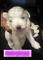 Bestie, a female Shihpoo for sale in Greenwood, IN – 1 of 1