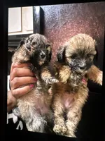 Luna, a female Shihpoo for sale in Greenwood, IN – 5 of 6