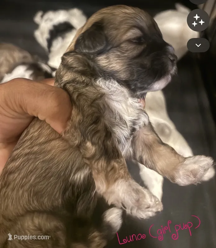Luna – Shihpoo puppy for sale in Greenwood, IN