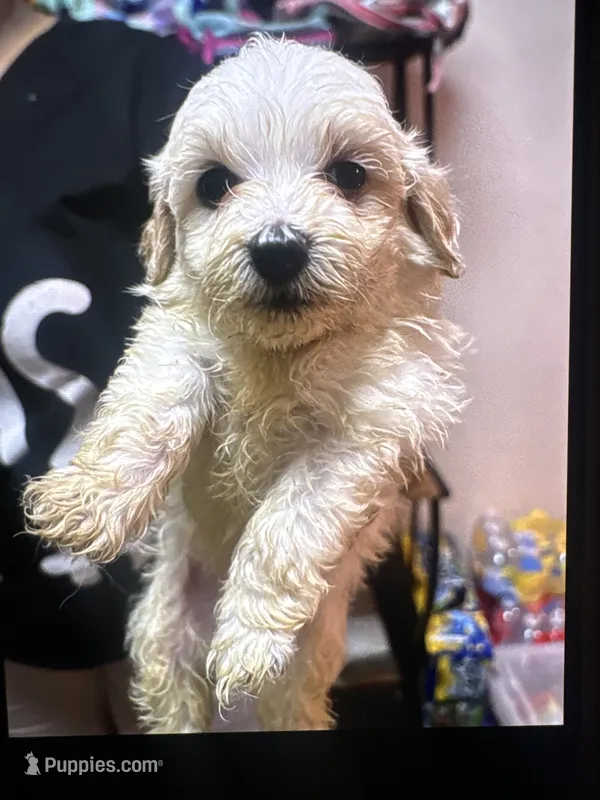 Louie jr – Shihpoo puppy for sale in Greenwood, IN