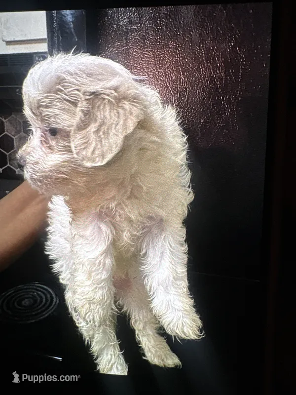Bestie – Shihpoo puppy for sale in Greenwood, IN