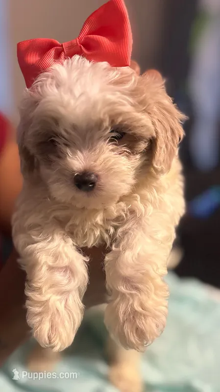 Bestie – Shihpoo puppy for sale in Greenwood, IN