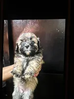 Luna, a female Shihpoo for sale in Greenwood, IN – 4 of 6