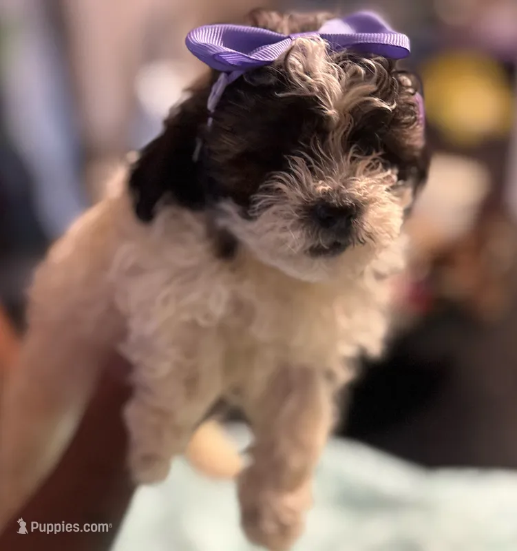 North – Shihpoo puppy for sale in Greenwood, IN