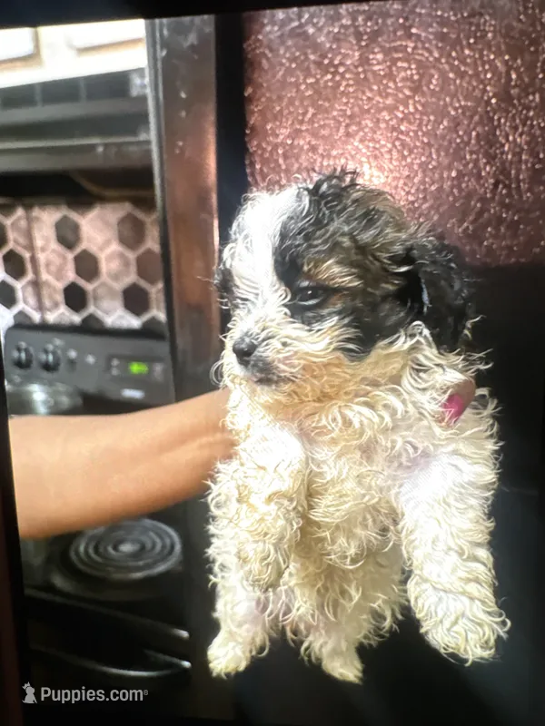 North – Shihpoo puppy for sale in Greenwood, IN