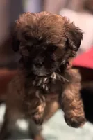 Luna, a female Shihpoo for sale in Greenwood, IN – 6 of 6