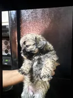 Luna, a female Shihpoo for sale in Greenwood, IN – 2 of 6