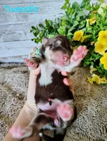 Tweedia, a female Alaskan Malamute for sale in Clymer, PA – 2 of 4