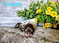 Tweedia, a female Alaskan Malamute for sale in Clymer, PA – 3 of 4