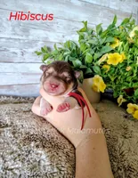 Hibiscus, a male Alaskan Malamute for sale in Clymer, PA – 4 of 5