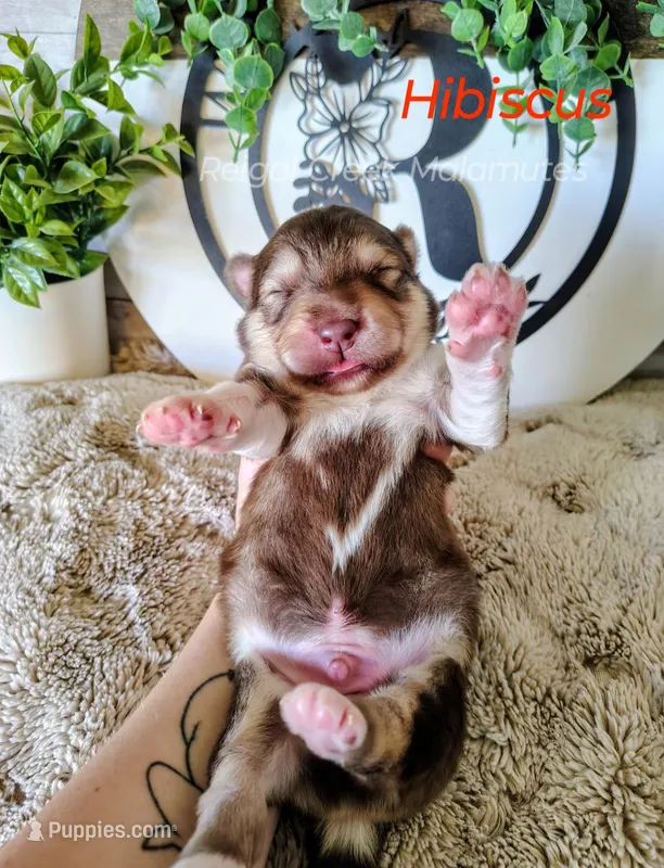 Hibiscus – Alaskan Malamute puppy for sale in Clymer, PA