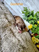 Gazania, a male Alaskan Malamute for sale in Clymer, PA – 3 of 4