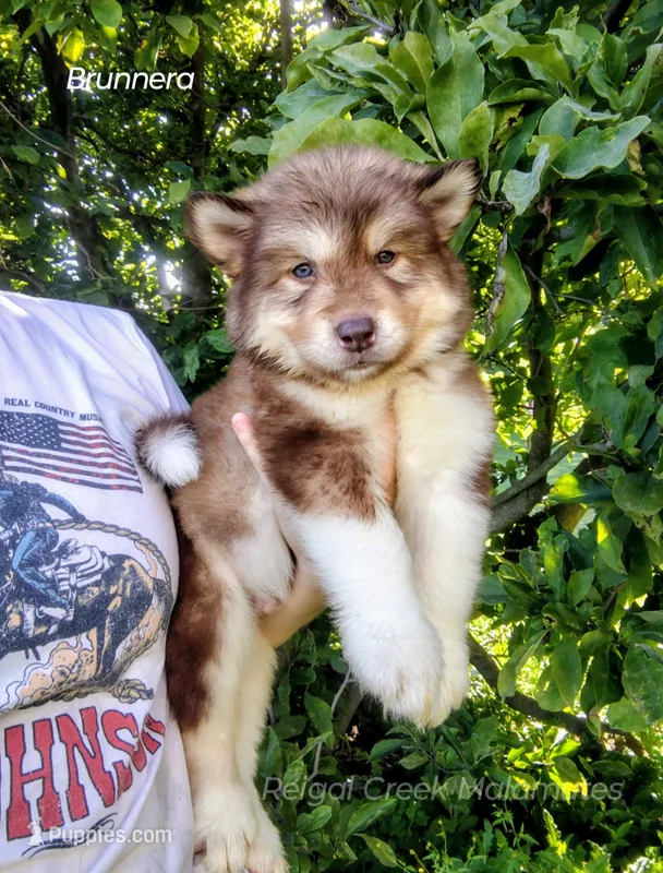 Brunnera – Alaskan Malamute puppy for sale in Clymer, PA
