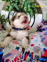 Gazania, a male Alaskan Malamute for sale in Clymer, PA – 2 of 9