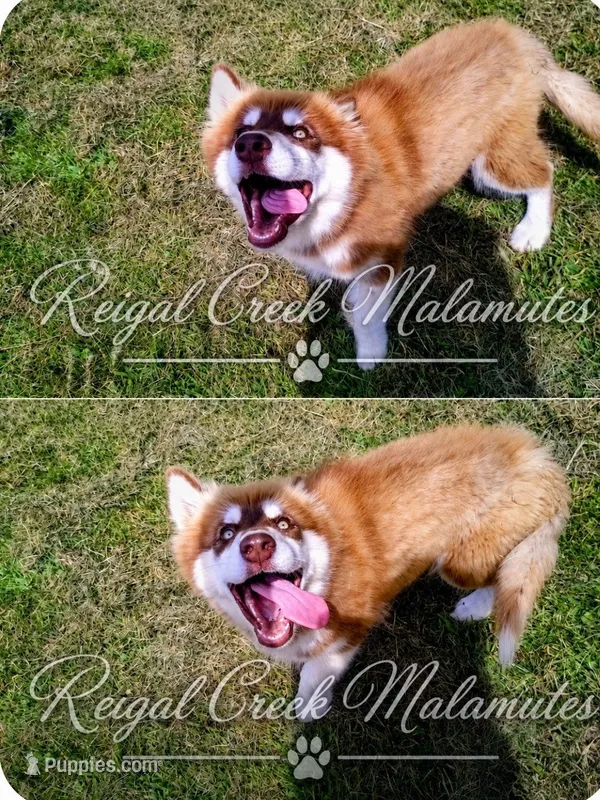 Kiri – Alaskan Malamute puppy for sale in Clymer, PA