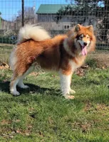 Gazania, a male Alaskan Malamute for sale in Clymer, PA – 7 of 9