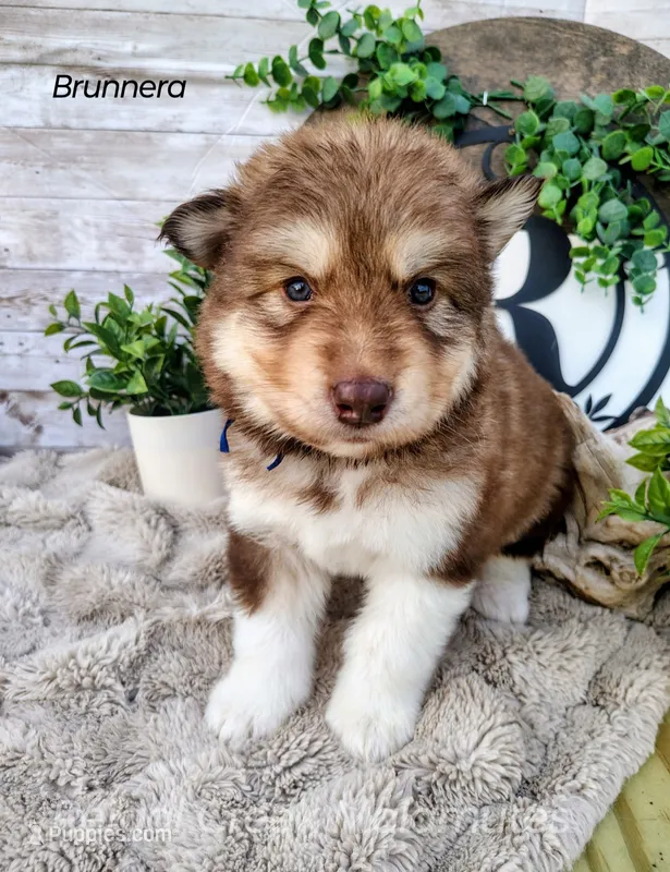 Brunnera – Alaskan Malamute puppy for sale in Clymer, PA