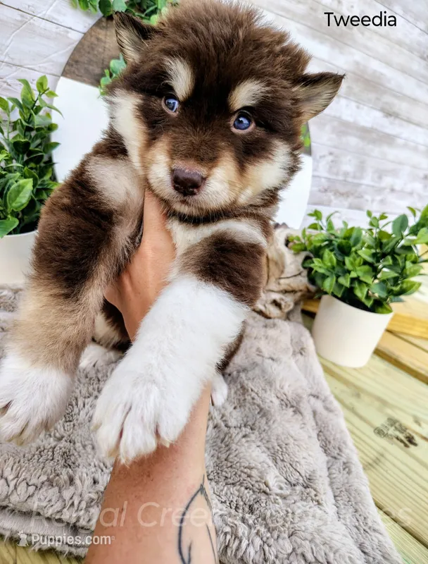 Tweedia – Alaskan Malamute puppy for sale in Clymer, PA