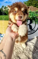 Primrose, a female Alaskan Malamute for sale in Clymer, PA – 3 of 4