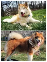 Primrose, a female Alaskan Malamute for sale in Clymer, PA – 4 of 4