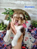 Brunnera, a male Alaskan Malamute for sale in Clymer, PA – 2 of 5