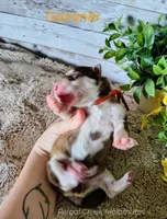 Gazania, a male Alaskan Malamute for sale in Clymer, PA – 1 of 4