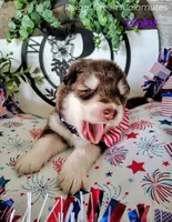 Kiri, a female Alaskan Malamute for sale in Clymer, PA – 2 of 10